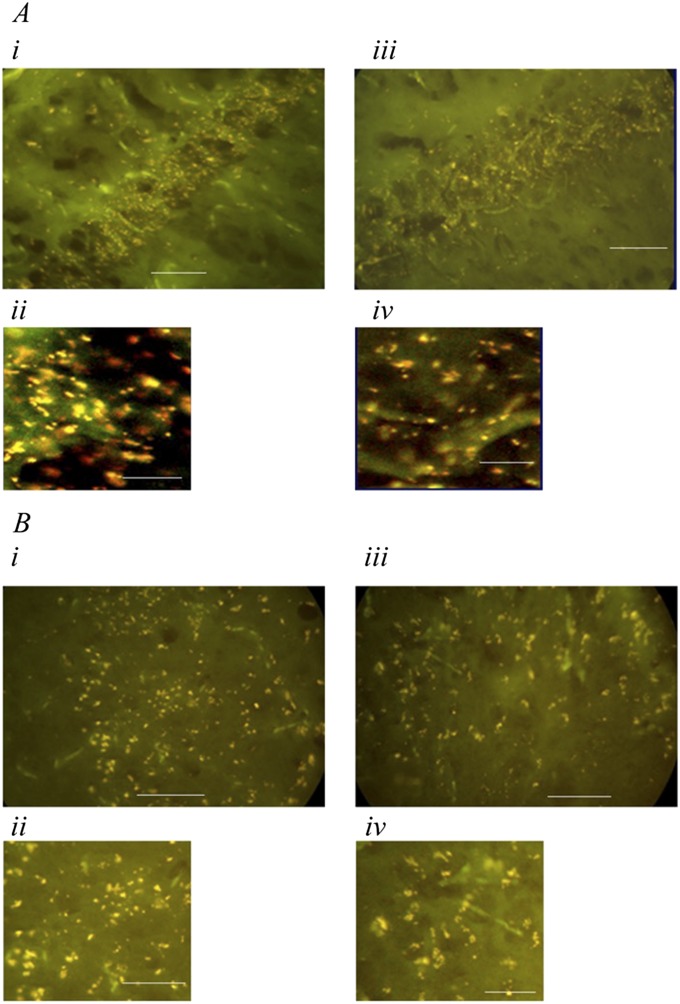 Fig. S3.