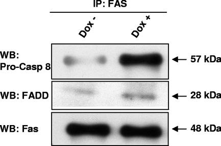 FIG. 6.