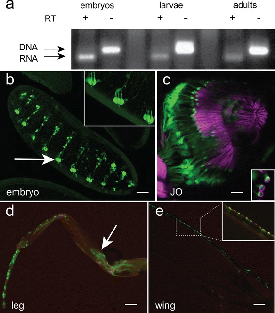 Fig. 2