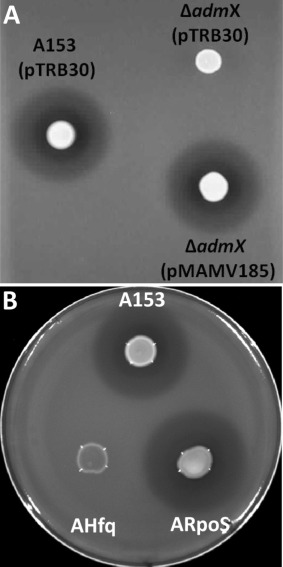 Figure 7