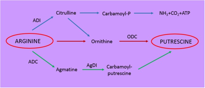 FIGURE 2