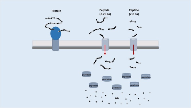 FIGURE 1