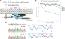 Figure 3. Base editing of mutant KRAS G13D in HCT116 cells. A, Overview of the employed sgRNAs to repair the G13D mutation. sgRNA alignments with respect to the mutation (red “A”) are shown. The hypothetical editing windows (blue) and the chosen sgRNA lengths and PAM sequences are presented. Potential bystander base editing of surrounding A-bases is illustrated as synonymous/nonsynonimous codons. B, Time course of KRAS G13D base editing in HCT116 cells with indicated sgRNAs. The relative abundance of cells treated with six sgRNAs in addition to an empty vector control are shown as percentage of TdTomato-positive cells over time, relative to 3 days after infection. Error bars represent means ± SD from biological triplicates performed in three independent experiments. C, (Left) Representative chromatograms (12 days after infection) of cells treated with sgRNA6 (bottom) in comparison with cells treated with empty vector control (top). The G13D mutation is highlighted in a yellow box. Edited “A”s, including bystander edits, are indicated by arrows in the bottom panel. (Right) EditR Quantification of base editing efficiency indicating the 22bp sgG13D-6 sequence, representing base percentages of the empty vector control (top) and edited base percentages in cells treated with sgG13D-6 (bottom).