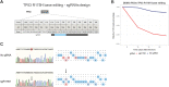 Figure 8. Base editing of mutant TP53 R175H in PDOs. A, Overview of the employed sgRNA to repair the R175H mutation (sgR175H). An sgRNA alignment with respect to the mutation (red “A”) is shown. B, Time course of TP53 R175H base editing in DD663 organoids. The relative abundance of cells treated with the R175H targeting sgRNA (sgR175H) in addition to an empty vector control is shown as the percentage of TdTomato-positive cells over time, relative to 3 days after infection, the initial timepoint for measuring TdTomato signal (N = 1). C, Representative chromatograms of cells treated with sgR175H (bottom) in comparison with cells treated with the empty vector control (top), at 3dpi. The R175H mutation is highlighted in a red box. The edited “A” is indicated by an arrow. EditR quantification of base editing efficiency indicating the 20bp sequence of sgR175H, representing base percentages of the empty vector control (top) and edited base percentages in cells treated with sgR175H (bottom). The edited “A” is indicated by an arrow.