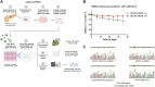 Figure 7. Base editing of mutant KRAS G12D in PDOs. A, Graphical presentation of the experimental set-up for base editing in organoids. Important steps are indicated by arrows. B, Time course of KRAS G12D base editing in indicated organoid lines. The relative abundance of cells treated with the G12D targeting sgRNA (sgG12D-1) in both lines are shown as the percentage of TdTomato-positive cells over time, relative to 5 days after infection, the initial timepoint for measuring TdTomato signal. Error bars represent means ± SD from biological triplicates performed in three independent experiments. Significance was assessed by Student t test comparing the mean percentage at end points of experimental sgRNA to that of no sgRNA (*, P < 0.05). C, Representative chromatograms (10 days after infection) of KRAS codon 12 treated with an empty vector control (top) and with sgG12D-1 (bottom) for the indicated organoid lines. The edited “A” in the DD442 line is highlighted by a red arrow.