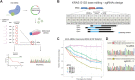 Figure 2. Base editing of mutant KRAS G12S in A549 cells. A, Schematic presentation of the adenine base editing strategy. Important steps are highlighted by arrows. B, Overview of the employed sgRNAs to repair the G12S mutation. sgRNA alignments with respect to the mutation (red “A”) are shown. The hypothetical editing window (blue) and the chosen PAM sequences are presented. Potential bystander base editing of surrounding A-bases (G10 and V14) would yield the same amino acid due to synonymous codons (two small arrows). AA, amino acid. C, Time course of KRAS G12S base editing in A549 cells with indicated sgRNAs. The relative abundance of cells treated with mutation-targeting gRNAs or an empty vector control are shown as percentage of TdTomato-positive cells over time, relative to 3 days after infection. Error bars represent means ± SD from biological triplicates performed in three independent experiments. D, Representative chromatograms of sequenced DNA isolated from cells treated with sgG12S-2 (bottom) in comparison with cells treated with empty vector control (top), 12 days after infection. The G12S homozygous mutation is highlighted in a red box. In the bottom panel, arrows highlight editing activity shown as “G” peaks in black. Note the synonymous bystander edit at a second “A” (dashed arrow).