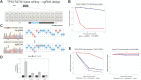 Figure 6. Base editing of mutant TP53 R273H in PANC-1 cells. A, Overview of the employed sgRNA to repair the R273H mutation. sgRNA alignment with respect to the mutation (red “A”) is shown. The hypothetical editing window (blue) and the chosen PAM sequence are presented. B, Time course of TP53 R273H base editing in PANC-1 cells. The relative abundance of cells treated with the sgRNA (sgR273H, red) in addition to an empty vector control (no sgRNA, blue) is shown as the percentage of TdTomato-positive cells over time, relative to 3 days after infection. Error bars represent means ± SD from biological triplicates performed in three independent experiments. C, (Left) Representative chromatograms of cells treated with sgR273H (bottom) in comparison with cells treated with the empty vector control (top), at 3dpi. The R273H mutation is highlighted in a red box. The edited “A” is indicated by an arrow. EditR Quantification of base editing efficiency indicating the 20bp sgR273H sequence, representing base percentages of the empty vector control (top) and edited base percentages in cells treated with sgR273H (bottom). The edited “A” is indicated by an arrow. D, RT-qPCR for p21, PUMA, GADD, MDM4, normalized to TBP as a housekeeping gene on RNA isolated at 48 hours after infection, from PANC-1 cells treated with the sgR273H sgRNA or with a nontargeting control sgRNA. Significance was assessed by a paired Student t test comparing the fold change of the assessed genes in the p53 sgRNA sample to that of sgNTC (*, P < 0.05; **, P < 0.01; N = 3). E, Time course of double targeting of KRAS G12D and TP53 R273H base editing in PANC-1 and RKO cells. The relative abundance of cells infected with sgR273H-BFP in conjunction with sgG12D-TdTomato is shown as the relative percentage of fluorescence over time, relative to 3 days after infection. Error bars represent means ± SD from biological replicates performed in two independent experiments.