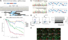 Figure 4. Base editing of mutant KRAS G12D in PANC-1 cells. A, Overview of the employed sgRNAs to repair the G12D mutation. sgRNA alignments with respect to the mutation (red “A”) are shown. The hypothetical editing windows (blue) and the chosen PAM sequences are presented. Potential bystander base editing of surrounding A-bases is illustrated as synonymous codons. B, Time course of KRAS G12D base editing in PANC-1 cells with indicated sgRNAs. The relative abundance of cells treated with six sgRNAs in addition to an empty vector control are shown as the percentage of TdTomato-positive cells over time, relative to 3 days after infection. Error bars represent means ± SD from biological triplicates performed in three independent experiments. C, (Left) Representative chromatograms of cells treated with sgRNA1 (bottom panel) in comparison with cells treated with the empty vector control (top), at 7dpi. The G12D mutation is highlighted in a red box. The edited “A” is indicated by an arrow. (Right) EditR Quantification of base editing efficiency indicating the 20bp sequence of sgRNA-1, representing base percentages of the empty vector control (top) and edited base percentages in cells treated with sgRNA1 (bottom). The edited “A” is indicated by an arrow. D, (Left) Representative FACS plots showing the cell cycle distribution of PANC-1 treated with highlighted sgRNAs; NTC, nontargeting gRNA control. (Right) Cell-cycle analyses of PANC-1-ABE8e cells after indicated treatments (N = 2). Flow cytometry analyses were performed 7 days after sgRNA treatment. E, Time-lapse microscopy analysis of treated PANC-1-ABE8e cells. Representative time-stamps of PANC-1 cells stably expressing ABE8e (green), after infection with sgG12D-1-TdTomato (red) are shown. A bursting cell is highlighted by white arrows. Scale bar: 50μmol/L.