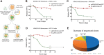 Figure 1. CRISPR-Cas9 cleavage of different mutant KRAS alleles. A, Schematic presentation of the competition assay. Mutant cells are transduced at a rate of ∼50% with an all-in-one sgRNA-Cas9-GFP lentivirus designed to target the mutation. Relative abundance of the transduced population (GFP+ cells) is measured over time via flow cytometry. B–D, Relative abundance of cells treated with indicated sgRNA targeting KRAS G12D, G12S, G13D mutation in PANC-1, A549, and HCT116 cells, respectively, are shown over time as a function of GFP% relative to day zero. In all three experiments, the day zero timepoint refers to 3 days after infection, the initial timepoint for measuring GFP signal. Note that in PANC-1 and HCT116 cell lines, the GFP signal increased slightly after the initial timepoint, likely because more cells started to express the fluorescent transgene, resulting in relative GFP levels above 100%. Error bars present mean ± SD from experiments performed in technical triplicates. Significance was assessed using the Studen t test comparing the mean percentage at end point of experimental sgRNA to that of no sgRNA (**, P < 0.005; ***, P < 0.0005). The dotted circle/arrow marks the time point of analyzing GFP+ clones for their KRAS-WT allele. E, Genetic makeup of persisting GFP+ cells at the KRAS cleavage site. The pie chart represents the sum of mutations observed at the codon 13 cut site.