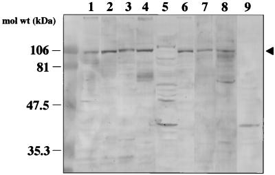 FIG. 5