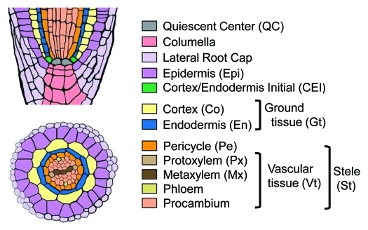 Figure 1.