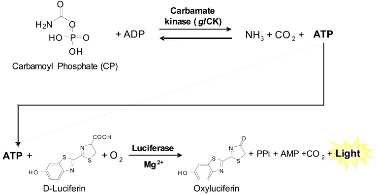 Fig. (1)