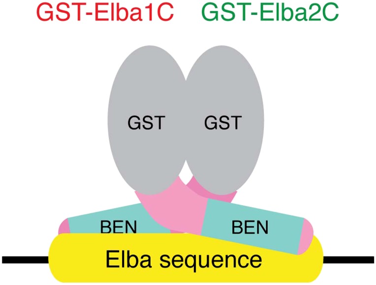 Figure 6—figure supplement 3.