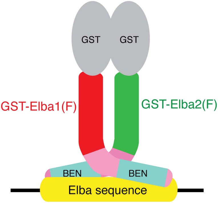 Figure 6—figure supplement 2.