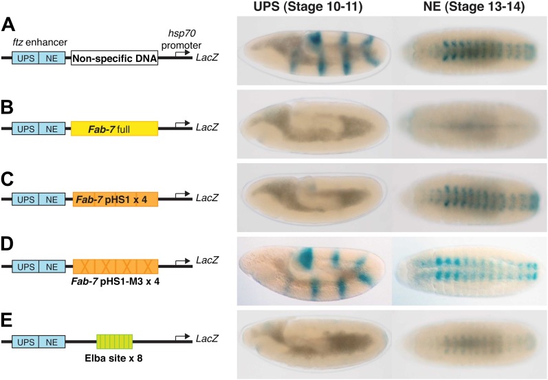 Figure 1—figure supplement 1.