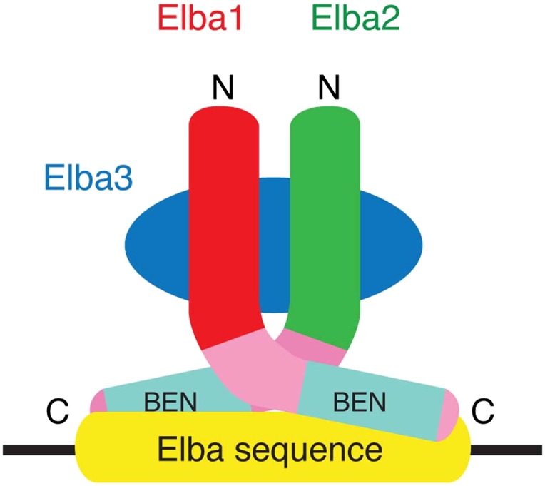 Figure 6—figure supplement 1.