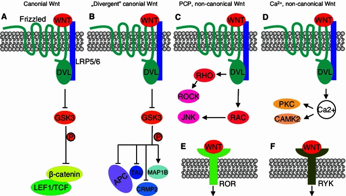 Physiological Role of β-Catenin/TCF Signaling in Neurons of the Adult ...