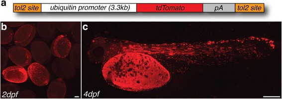 Fig. 9