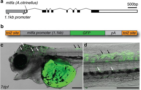 Fig. 10