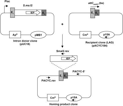 FIGURE 2.