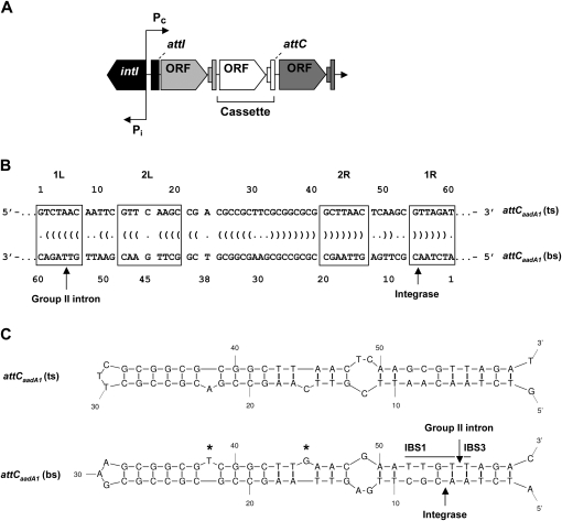 FIGURE 1.