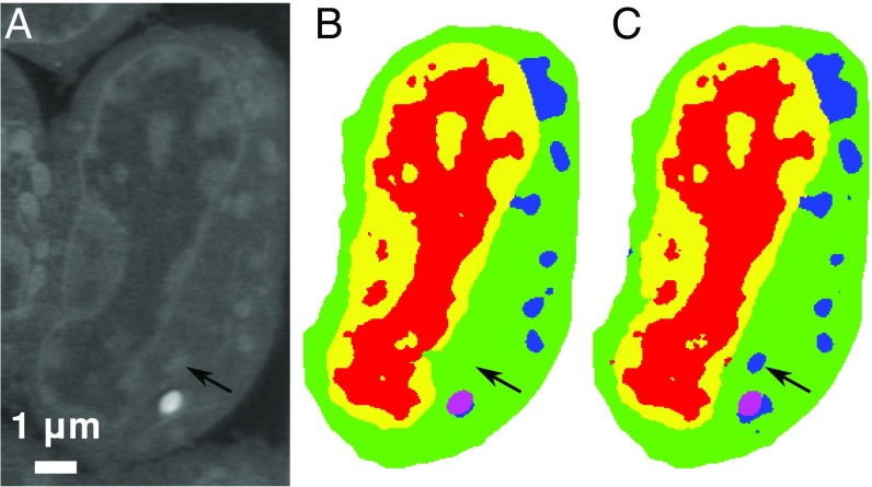 Fig. 7.