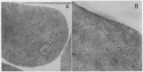 graphic file with name pnas00236-0160-a.jpg