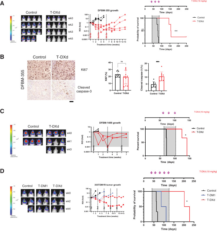 Figure 1. In vivo effects of T-DXd on HER2-positive BCBM PDXs. A, Representative bioluminescence images (left), spider plots tumor response (middle), and Kaplan–Meier survival analysis of mice bearing intracranial DFBM-355 cells treated with vehicle control (black line) or T-DXd (red line) as indicated (right). n = 4/group. The gray area indicates the treatment period. The treatment schedule and doses were indicated on the graph. **, P < 0.01, log-rank (Mantel–Cox) test; B, IHC analyses of Ki67 and cleaved caspase-3 of DFBM-355 tumor samples harvested from tumor-bearing mice treated 4 days after one dose of T-DXd (10 mg/kg, i.v.) (Scale bar = 50 μmol/L). Data show mean ± SD of quantification of Ki67 and cleaved caspase-3 in tumors. Mann–Whitney U test; ***, P < 0.001. C, T-DXd effect on intracranial DFBM-1409 (HER2-low) BCBM PDX. Bioluminescence images (left), spider plots of tumor response (middle), and Kaplan–Meier survival analysis of mice bearing DFBM-1409 (right) treated with vehicle control (black line) or T-DXd (red line) as indicated. n = 3/group. The treatment schedule and doses were indicated on the graph. *, P < 0.05, log-rank (Mantel–Cox) test. D, Representative bioluminescence images (left) in each group mice at indicated imaging timepoints with spider plots of tumor response (middle). Kaplan–Meier survival analysis of mice bearing T-DM1–resistant model DFBM-355TDM1R (right) intracranially, treated with vehicle control (black line), T-DM1 (blue line), or T-DXd (red line) as indicated. n = 2–3/group.