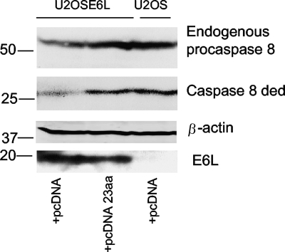 FIG. 5.