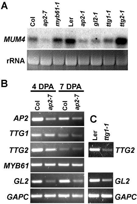 Figure 7.