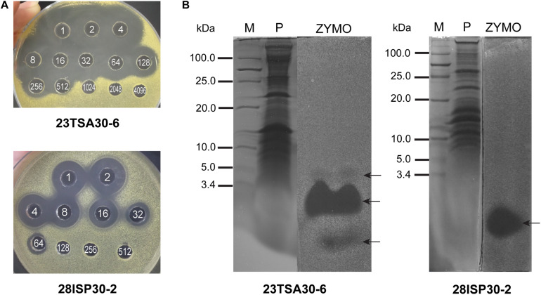 FIGURE 2