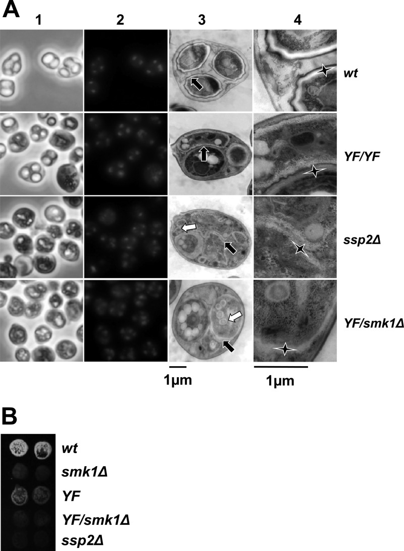 Fig 5