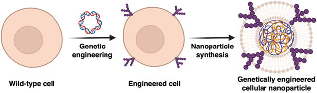 graphic file with name nihms-1932515-f0001.jpg