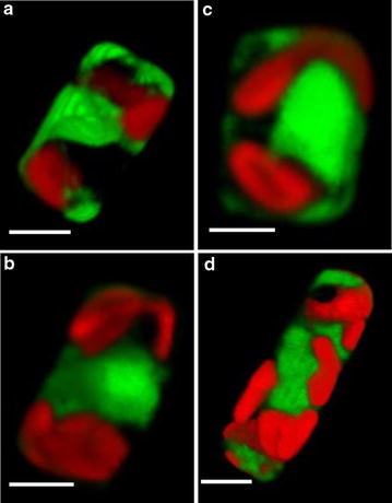 Fig. 2