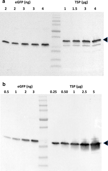 Fig. 7