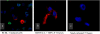 <b>Figure 2.</b>