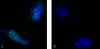 <b>Figure 1.</b>