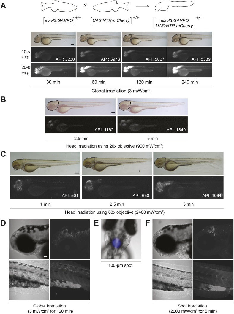 Fig. 4.