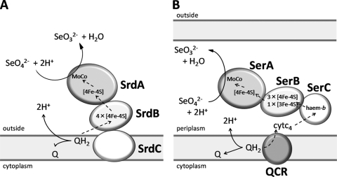 Fig. 7.