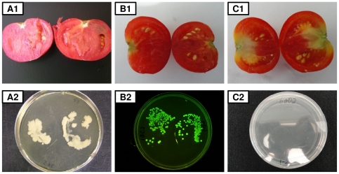 Figure 7