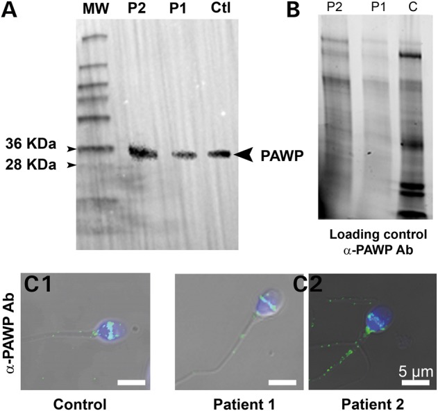 Figure 9.