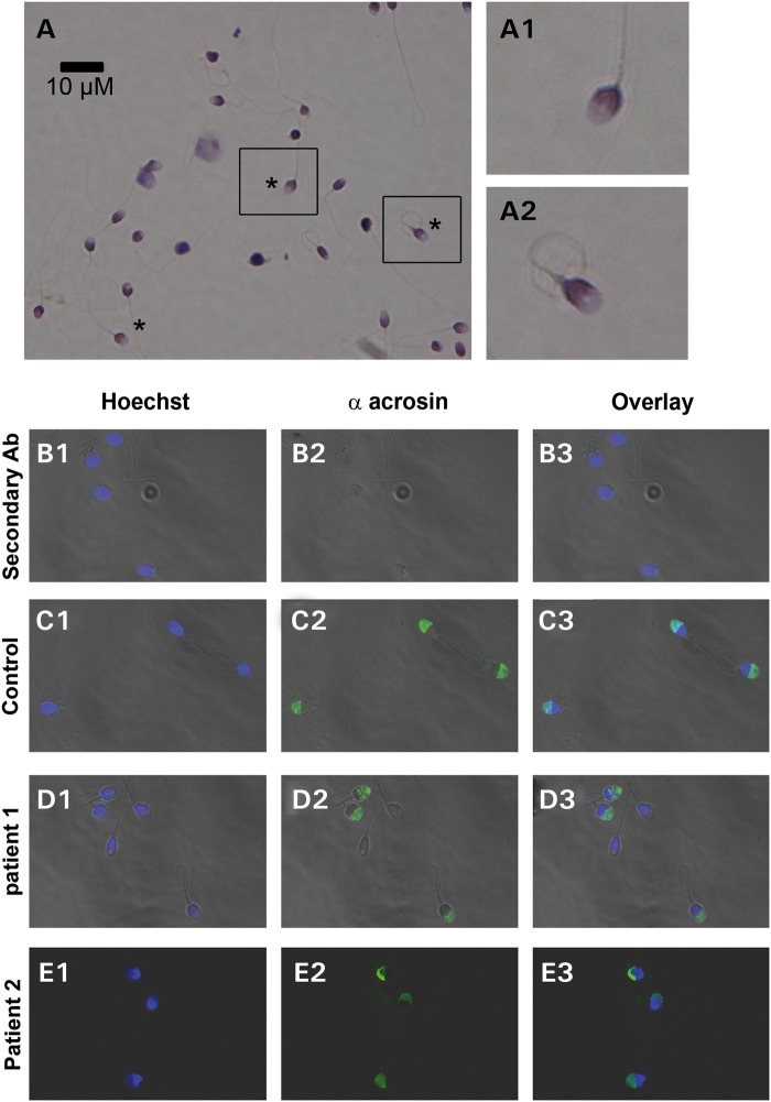 Figure 1.