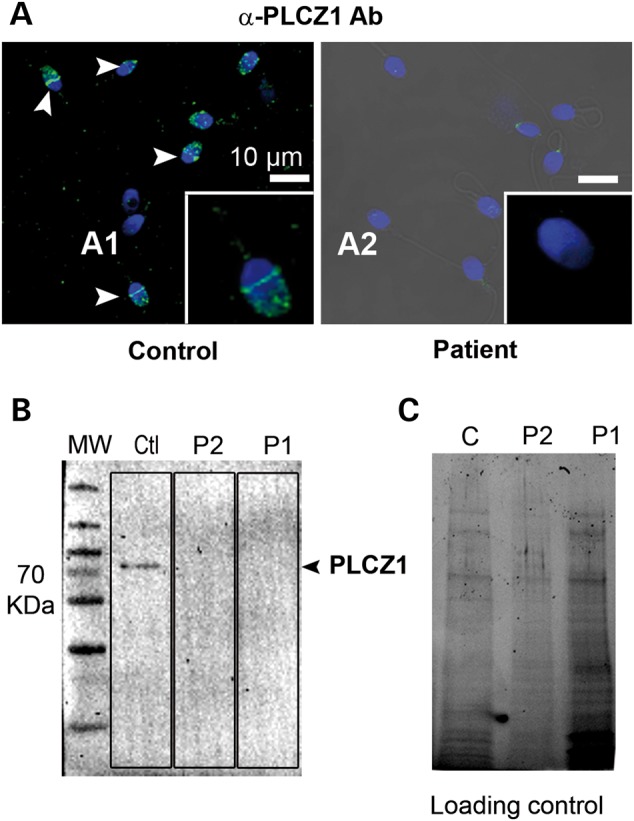 Figure 4.