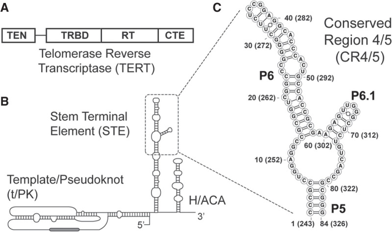 FIGURE 1.