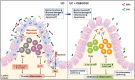 Graphical Abstract