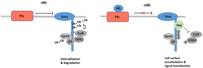 Fig. 7.