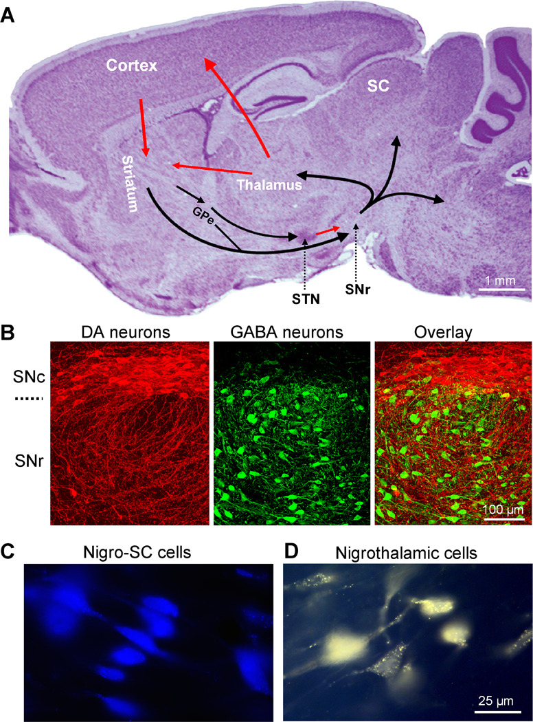 Fig. 1