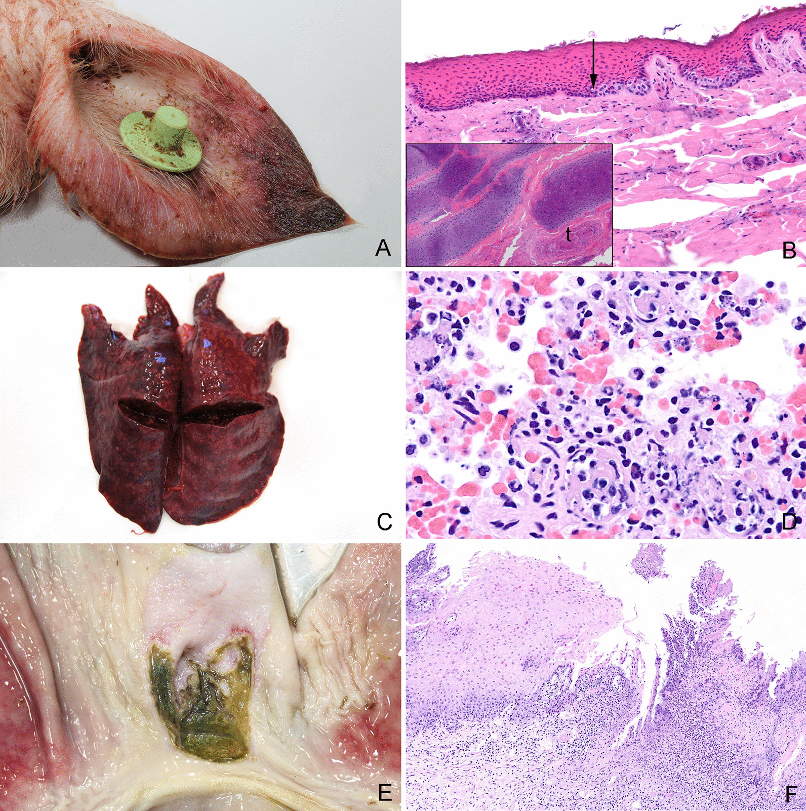 Fig. 6