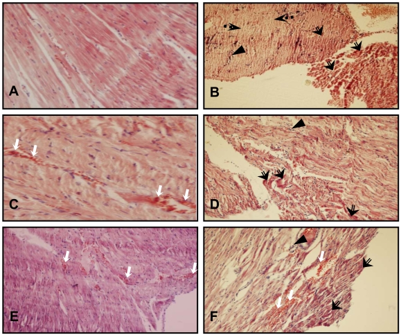 Fig. (5)