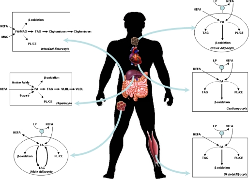 FIGURE 1.